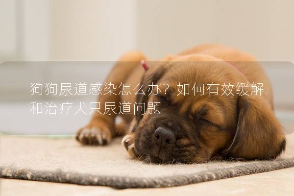狗狗尿道感染怎么办？如何有效缓解和治疗犬只尿道问题