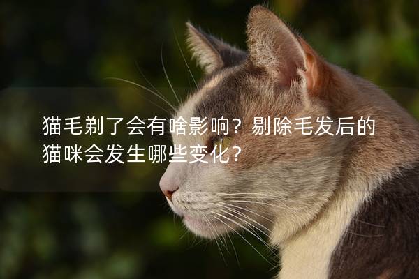猫毛剃了会有啥影响？剔除毛发后的猫咪会发生哪些变化？