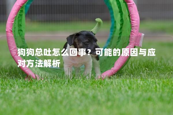 狗狗总吐怎么回事？可能的原因与应对方法解析