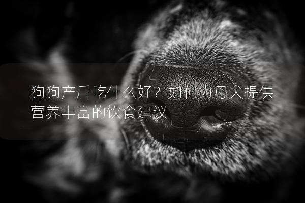 狗狗产后吃什么好？如何为母犬提供营养丰富的饮食建议