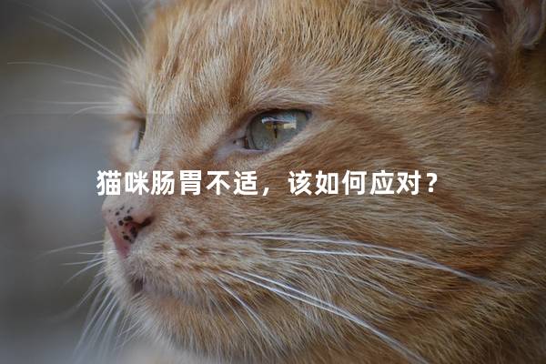 猫咪肠胃不适，该如何应对？