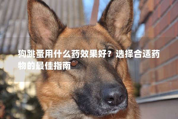 狗跳蚤用什么药效果好？选择合适药物的最佳指南