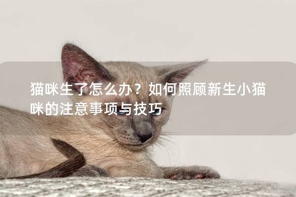 猫咪生了怎么办？如何照顾新生小猫咪的注意事项与技巧
