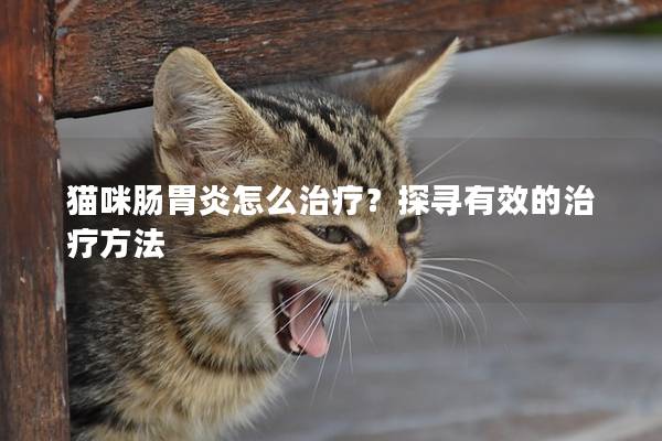 猫咪肠胃炎怎么治疗？探寻有效的治疗方法