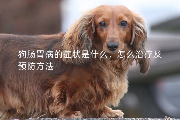 狗肠胃病的症状是什么，怎么治疗及预防方法