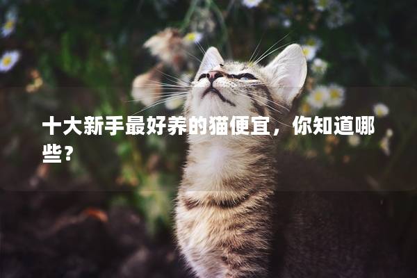 十大新手最好养的猫便宜，你知道哪些？