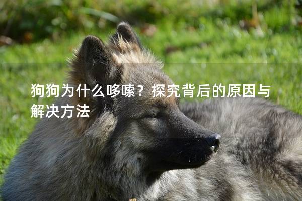狗狗为什么哆嗦？探究背后的原因与解决方法