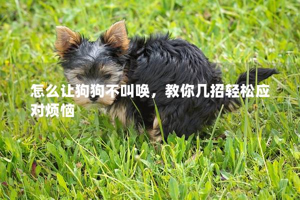 怎么让狗狗不叫唤，教你几招轻松应对烦恼