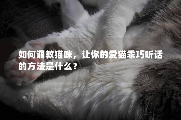 如何调教猫咪，让你的爱猫乖巧听话的方法是什么？