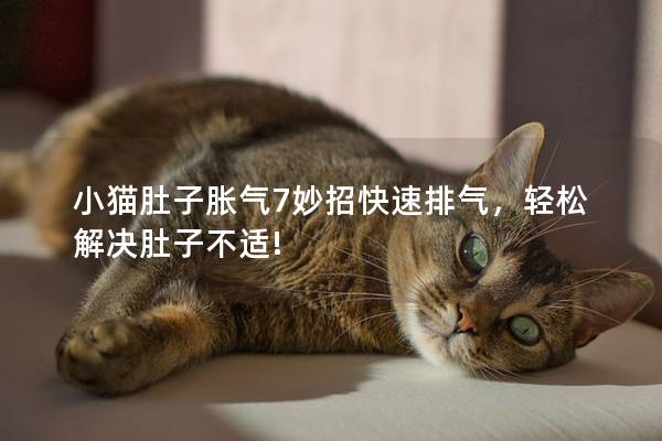 小猫肚子胀气7妙招快速排气，轻松解决肚子不适!