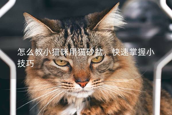 怎么教小猫咪用猫砂盆，快速掌握小技巧