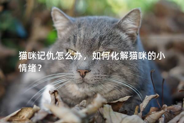 猫咪记仇怎么办，如何化解猫咪的小情绪？