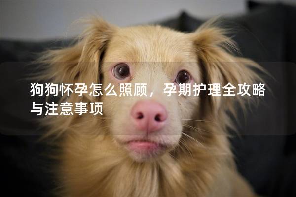 狗狗怀孕怎么照顾，孕期护理全攻略与注意事项