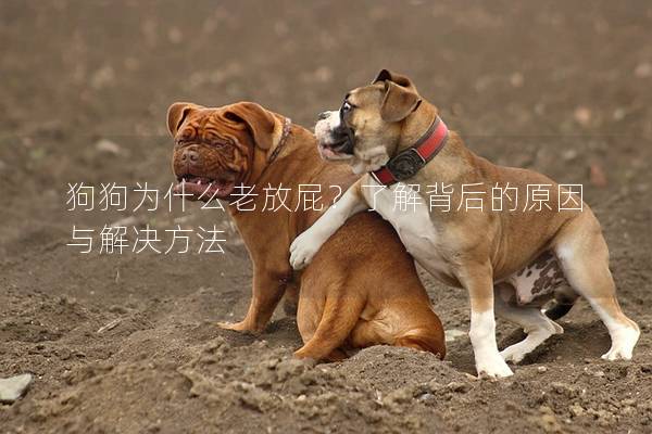 狗狗为什么老放屁？了解背后的原因与解决方法
