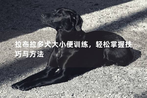 拉布拉多犬大小便训练，轻松掌握技巧与方法