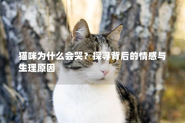 猫咪为什么会哭？探寻背后的情感与生理原因