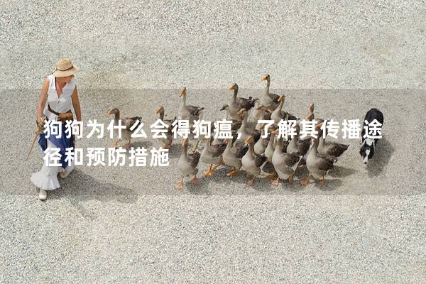 狗狗为什么会得狗瘟，了解其传播途径和预防措施