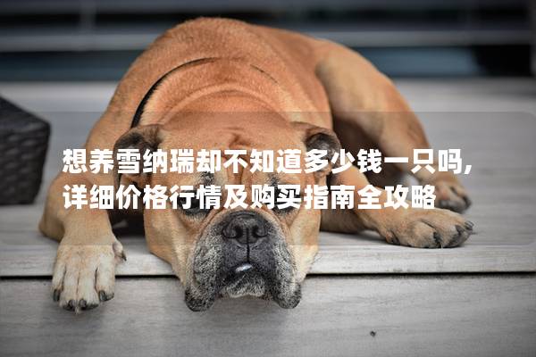 想养雪纳瑞却不知道多少钱一只吗, 详细价格行情及购买指南全攻略