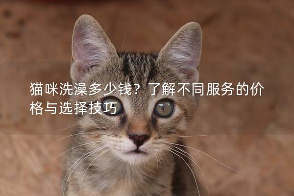 猫咪洗澡多少钱？了解不同服务的价格与选择技巧