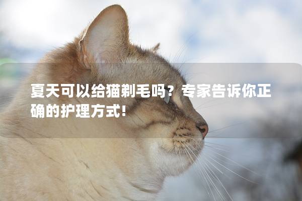 夏天可以给猫剃毛吗？专家告诉你正确的护理方式!