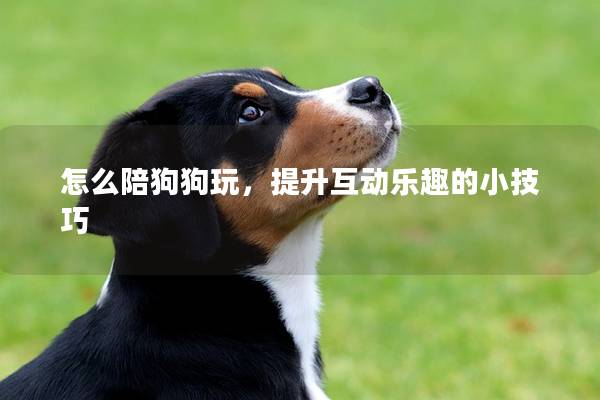 怎么陪狗狗玩，提升互动乐趣的小技巧