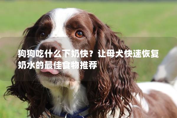 狗狗吃什么下奶快？让母犬快速恢复奶水的最佳食物推荐