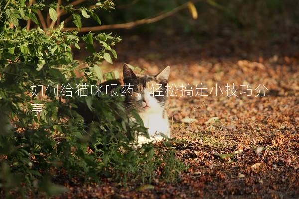 如何给猫咪喂药，轻松搞定小技巧分享