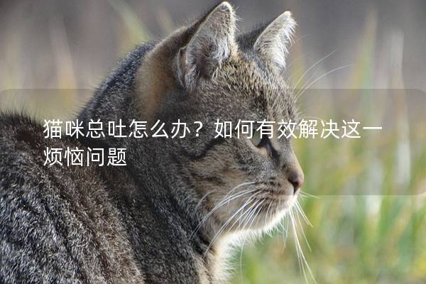 猫咪总吐怎么办？如何有效解决这一烦恼问题