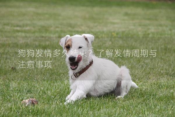 狗狗发情多久结束？了解发情周期与注意事项