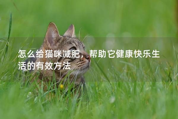 怎么给猫咪减肥，帮助它健康快乐生活的有效方法