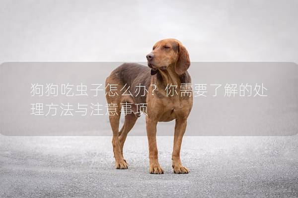 狗狗吃虫子怎么办？你需要了解的处理方法与注意事项