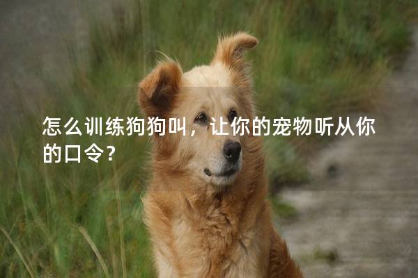 怎么训练狗狗叫，让你的宠物听从你的口令？