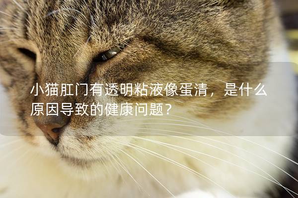 小猫肛门有透明粘液像蛋清，是什么原因导致的健康问题？