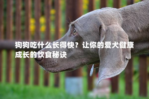 狗狗吃什么长得快？让你的爱犬健康成长的饮食秘诀