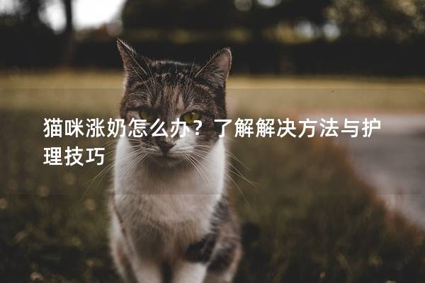 猫咪涨奶怎么办？了解解决方法与护理技巧