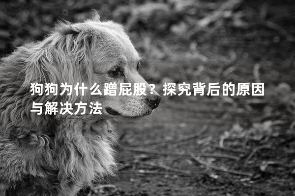 狗狗为什么蹭屁股？探究背后的原因与解决方法