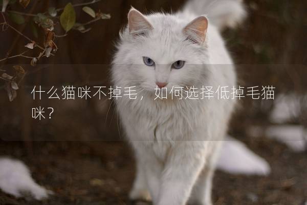 什么猫咪不掉毛，如何选择低掉毛猫咪？