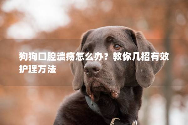狗狗口腔溃疡怎么办？教你几招有效护理方法