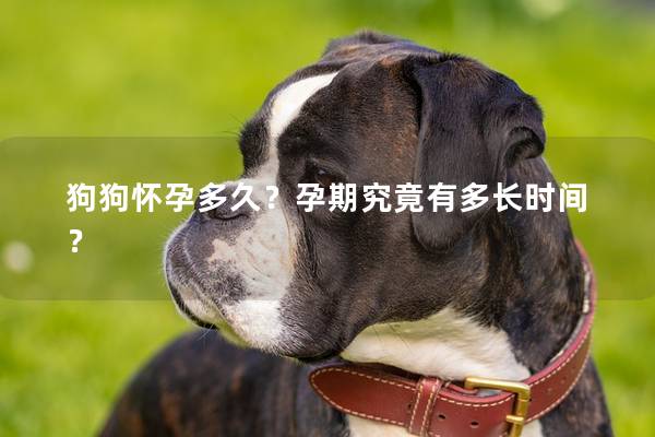 狗狗怀孕多久？孕期究竟有多长时间？