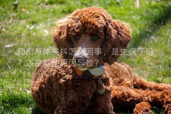 狗狗身体发抖怎么回事，是生病了吗？还是其他原因导致？