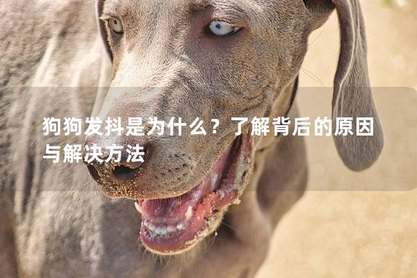 狗狗发抖是为什么？了解背后的原因与解决方法