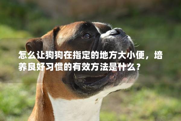 怎么让狗狗在指定的地方大小便，培养良好习惯的有效方法是什么？
