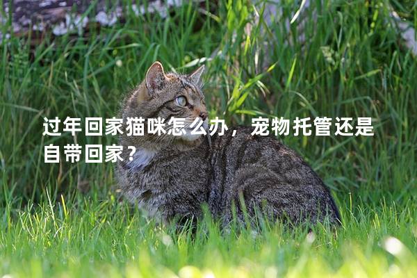 过年回家猫咪怎么办，宠物托管还是自带回家？