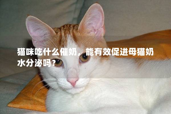 猫咪吃什么催奶，能有效促进母猫奶水分泌吗？