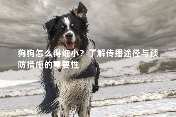 狗狗怎么得细小？了解传播途径与预防措施的重要性