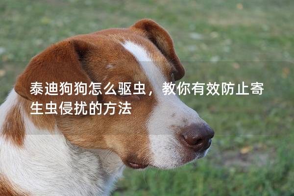 泰迪狗狗怎么驱虫，教你有效防止寄生虫侵扰的方法