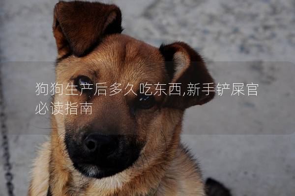 狗狗生产后多久吃东西,新手铲屎官必读指南