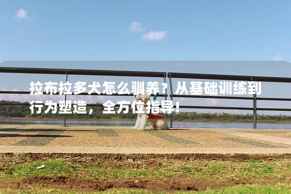 拉布拉多犬怎么驯养？从基础训练到行为塑造，全方位指导!