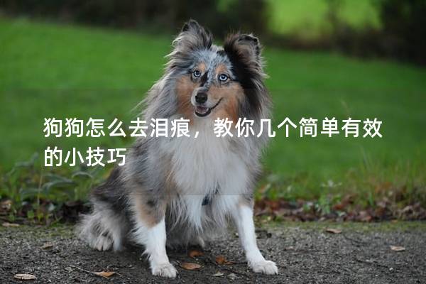 狗狗怎么去泪痕，教你几个简单有效的小技巧