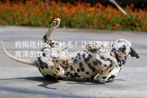 狗狗吃什么不掉毛？让毛发更加健康亮泽的饮食秘诀